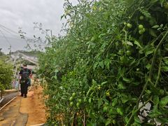 -光明农场大观园