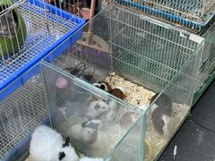 -青石桥花鸟鱼虫市场(叠翠城店)