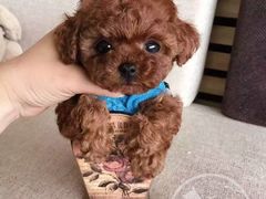 -FAELING PETS美天灵宠物(富力广场店)