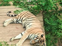 -大连森林动物园