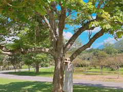-中国科学院西双版纳热带植物园