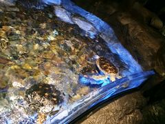 -芜湖新华联大白鲸海洋公园