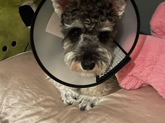 -美联众合动物医院(·中兽医·疑难杂症·严家桥分院)