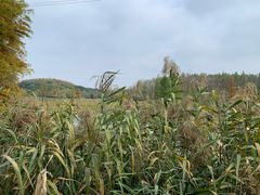 -昆山城市生态森林公园
