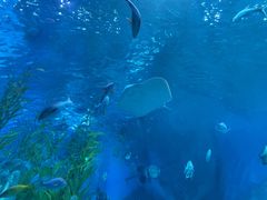 -芜湖新华联大白鲸海洋公园