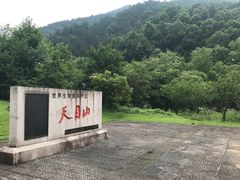 -天目山大树王景区