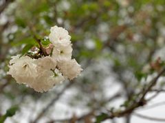 -天适樱花悠乐园