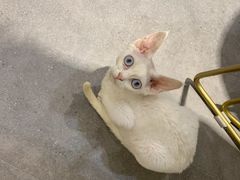-飞行喵MR PILOT|猫舍·猫咖(静安大融城店)