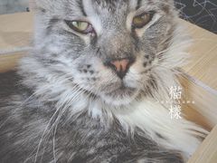 -瞄一喵猫咖(格力海岸店)