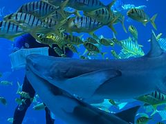 -太平洋海底世界