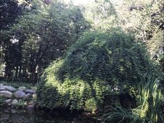 -成都市活水公园