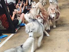 -TrueLove @ Neverland (Husky Cafe)