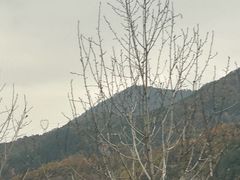 -芦芽山旅游度假区