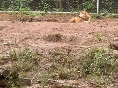 -安徽大青山野生动物世界