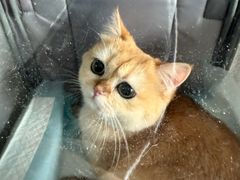 -瑞派宠物医院·犬猫全科·猫友好(宾水西道店)