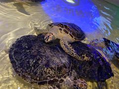 -华夏文旅海洋公园