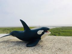 -南汇嘴观海公园