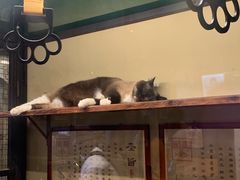 -猫咪博物馆(顶澳仔猫街店)