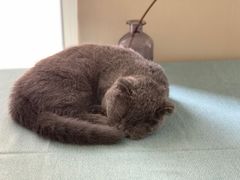 -鼓捣猫呢主题猫咖店