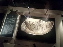 占卜-金沙遗址博物馆