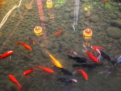 -三道苗苗鱼·美蛙黄辣丁(八里店)