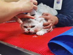-喜多萌中农锦绣动物医院24H·猫科·牙科MRI·CT