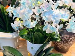 -双季花艺园艺市场(浦东店)