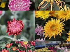 -都江堰玫瑰花溪谷