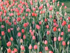 -玄武湖景区-情侣园游乐场