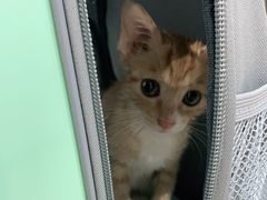 -艾贝尔宠物医院·24H转诊中心·肿瘤猫专科(江宁双龙店)