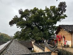 -杨家堂村