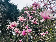 -广州市流溪河国家森林公园