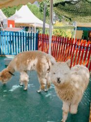 -萌宠亲子动物乐园(槐房万达店)