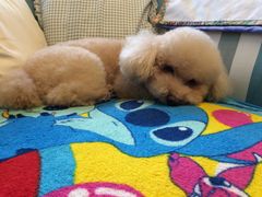 -萌萌喵宠物(百水芊城阅水坊店)