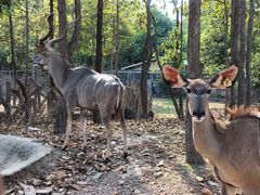 -清迈夜间动物园