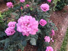 -人民公园(罗湖区)