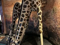 -上海海洋水族馆