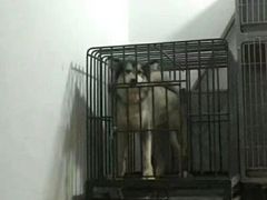 -瑞鹏瑞爱宠物医院·全科·猫科·血液透析中心(龙头寺店)