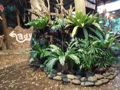 -绿光森林餐厅