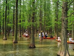 -渌洋湖湿地公园