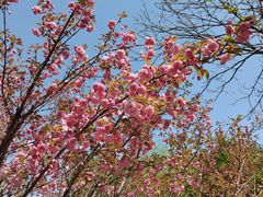 -长白岛森林公园