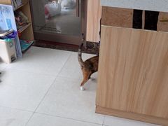 -瑞鹏宠物医院·夜间急症·心超·猫科(祖庙分店)