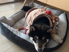 -翊宠yipet猫狗购宠庄园犬舍•猫舍