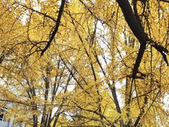 -四川大学(华西校区)