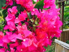 iphone_upload_pic-亚龙湾国际玫瑰谷