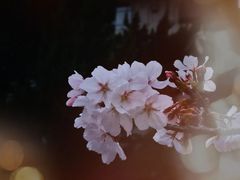 -武汉大学-樱园
