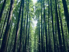 -山王坪喀斯特国家生态公园