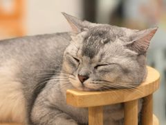 -有喵·猫咖·狗咖·40+猫狗有小奶狗(岗厦店)