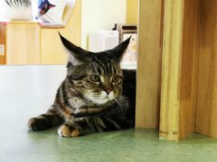 -猫和宫(六道口店)
