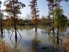 -上海长兴岛郊野公园